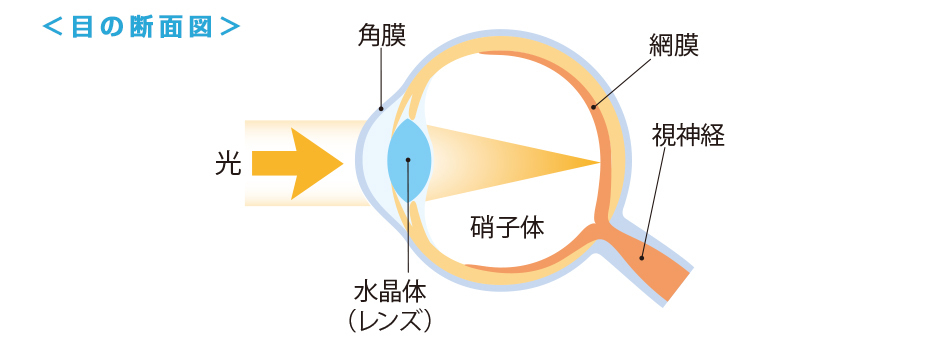 目の断面図