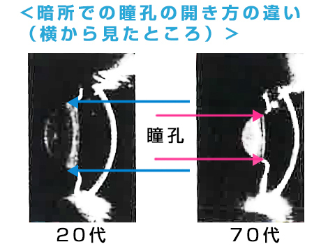 暗所での水晶体断面図