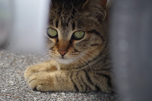 クルマの下にもぐりこんでいる猫(イメージ)