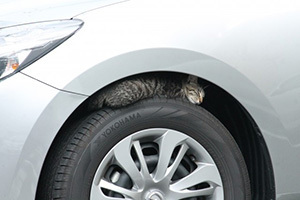 クルマの下にもぐりこんでいる猫(イメージ)