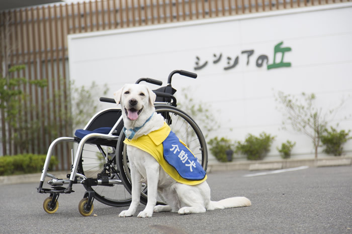 介助犬