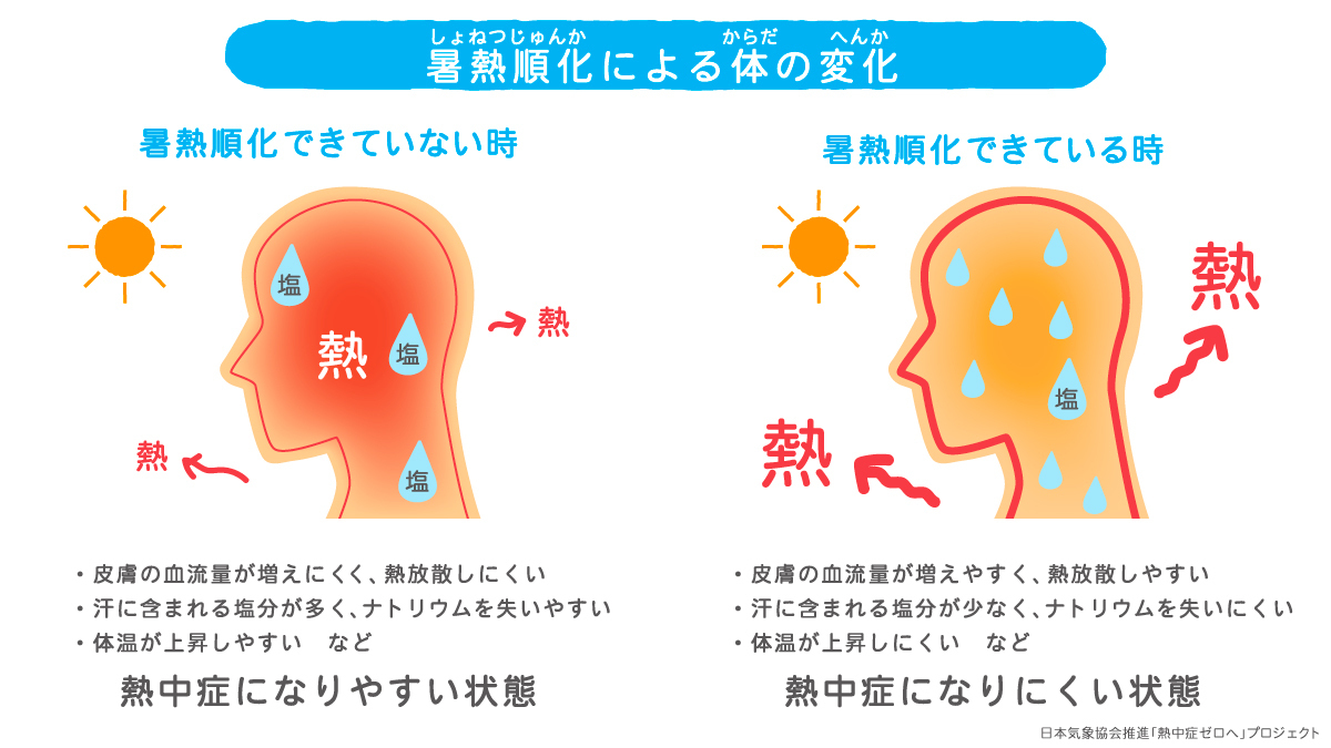 暑熱順化による体の変化