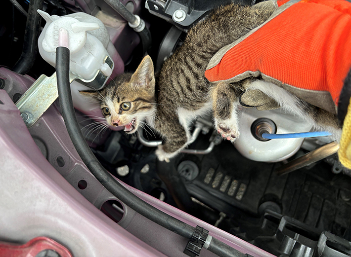 エンジンルーム内にいる猫の写真
