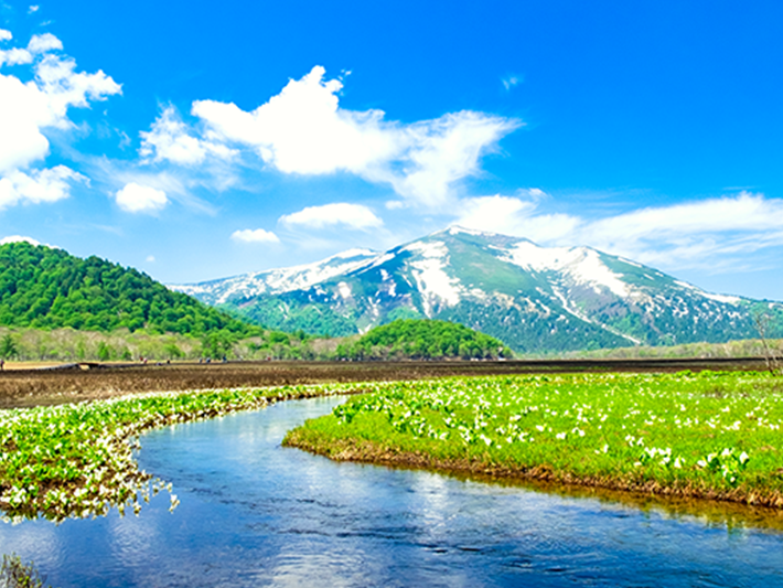 群馬尾瀬水芭蕉