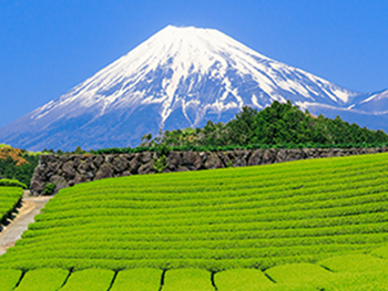 静岡富士山と茶畑