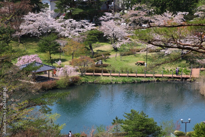 鏡ヶ池に桜が映る
