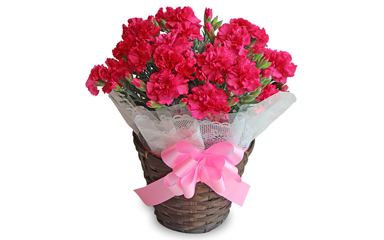 イメージ｜岐阜中津川 ちこり村｜JAF PLUS 2026春