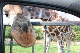 東北サファリパーク:キリン