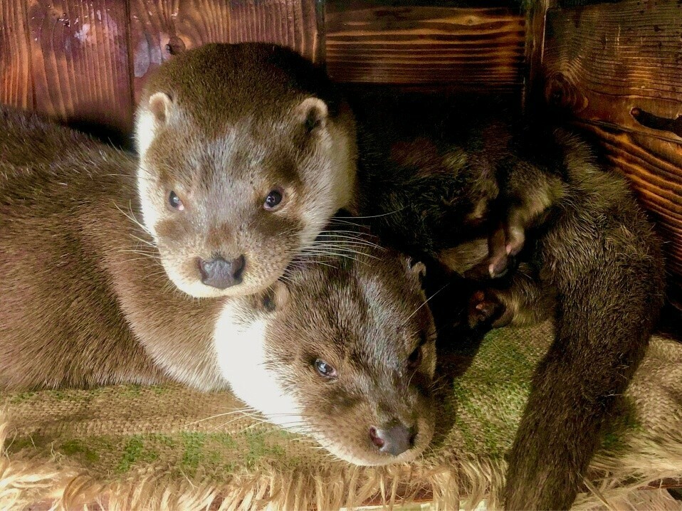 ユーラシアカワウソ_イメージ