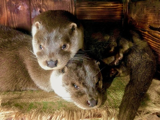 ユーラシアカワウソ_イメージ