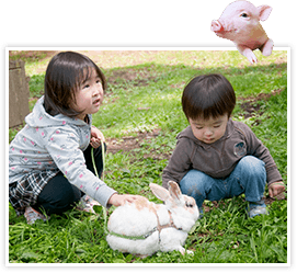 うさぎとのふれあい