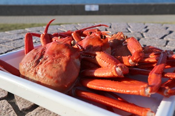糸魚川の写真