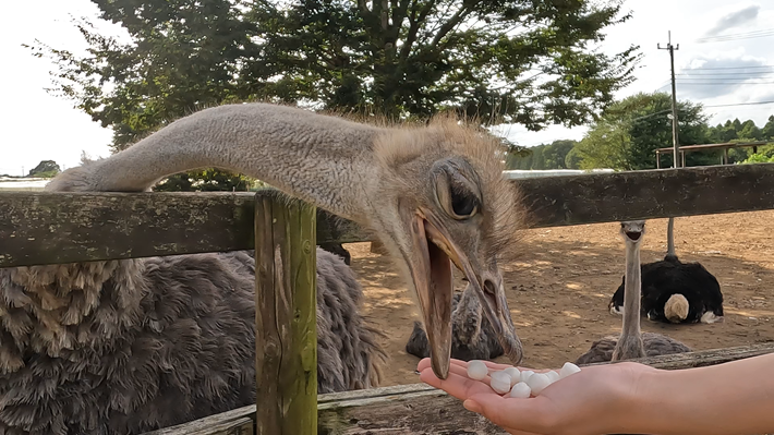 ダチョウ王国 石岡ファーム