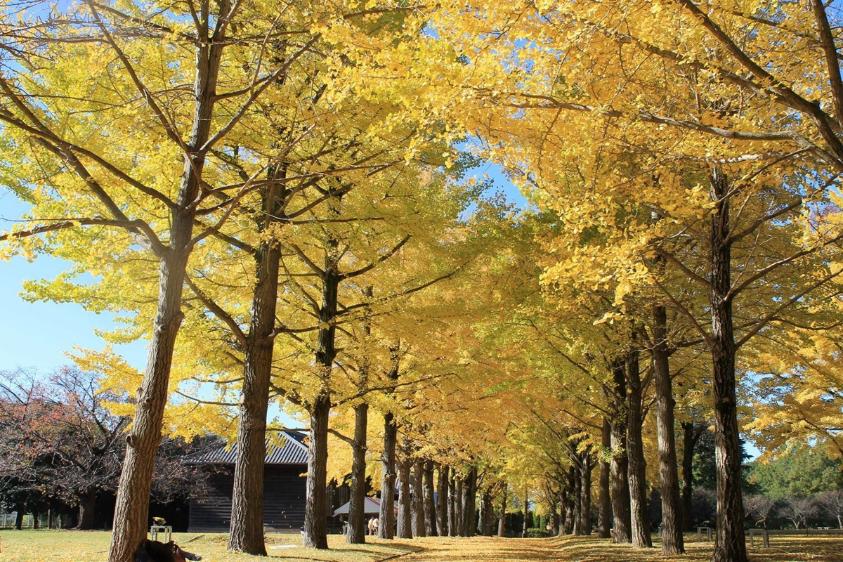 茨城県立歴史館いちょう