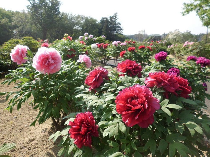 東松山ぼたん園