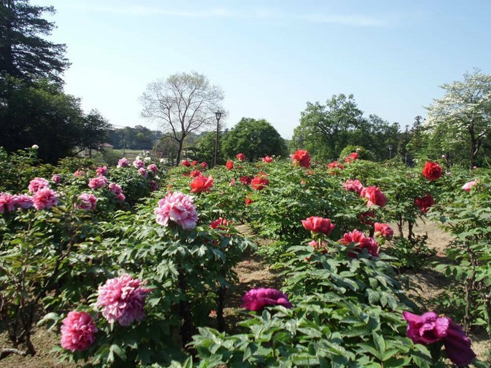 東松山ぼたん園