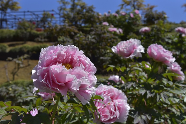 JAFMate2026春号　ドライブページ