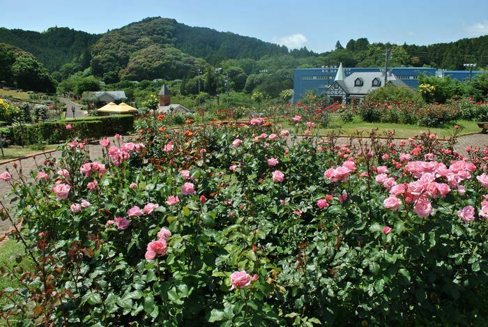 しずおかの魅力つたえ隊 島田市ばらの丘公園 Jaf