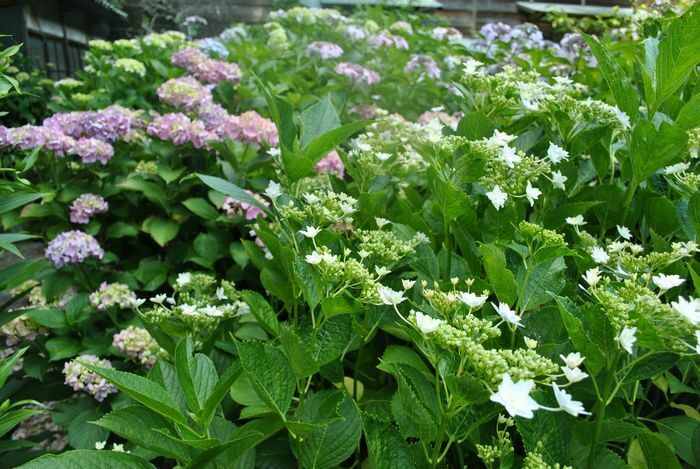 しずおかの魅力つたえ隊 牧之原市 大鐘家の美しいアジサイ Jaf