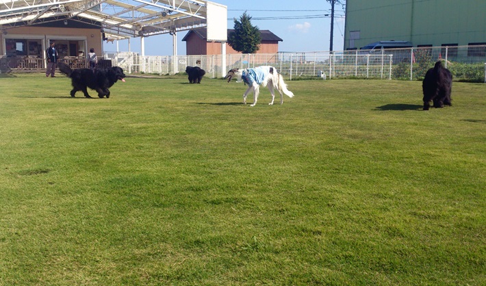 新規優待施設紹介 ドッグスガーデン ペスカ Jaf
