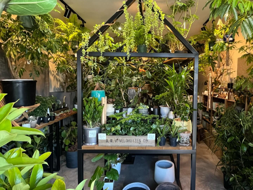 松江市】暮らしに色を添える観葉植物のお店「LUBOA（ルボア）」 | JAF