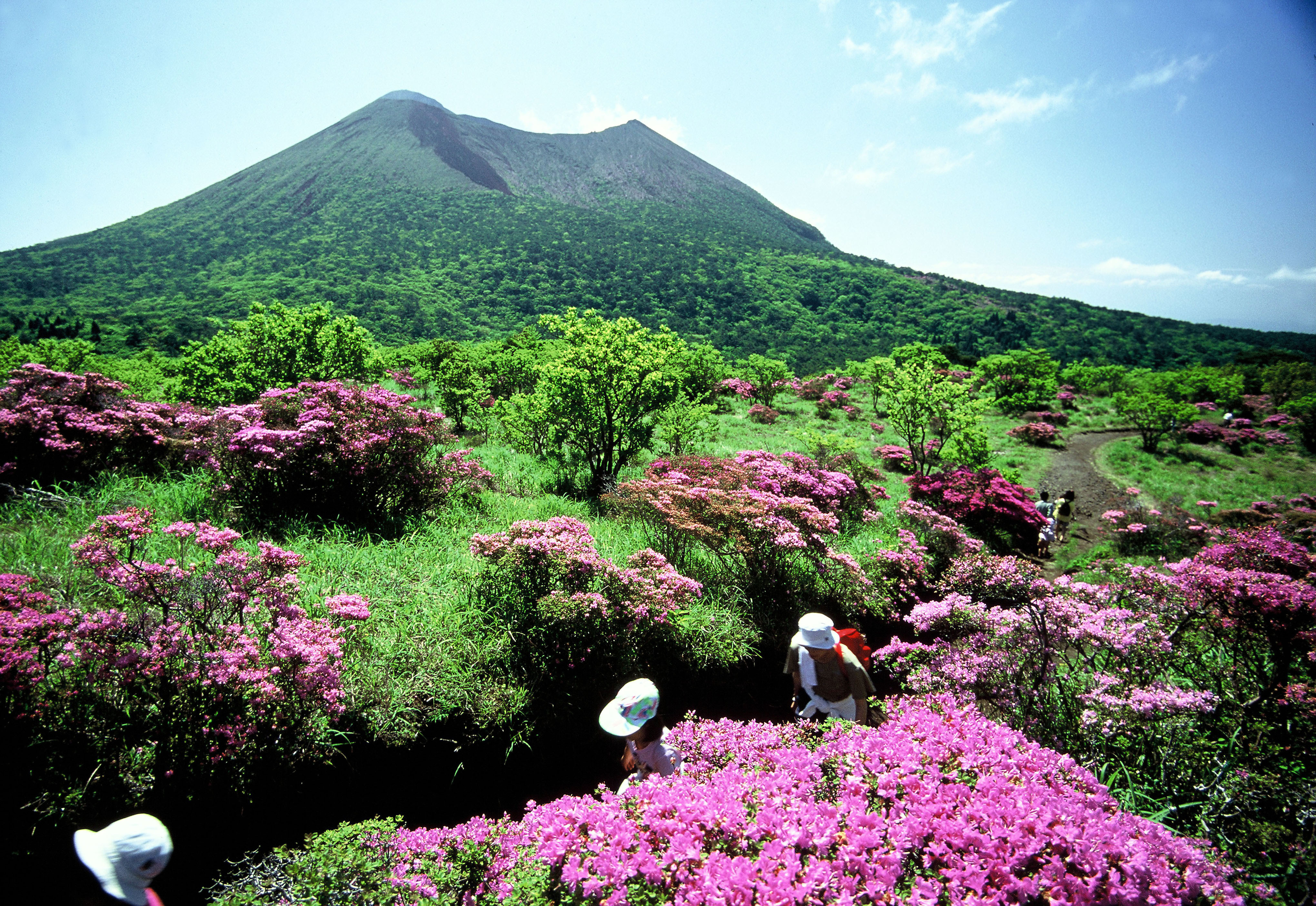 季節のお知らせ 霧島山の初夏の花 ミヤマキリシマが開花 霧島市 Jaf